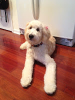 Annie a golden doodle from upstate ny