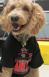 A therapy dog that is a golden doodle