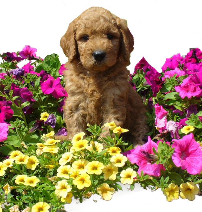 Golden Doodle Puppy in Flowers at Toodles Golden Doodles