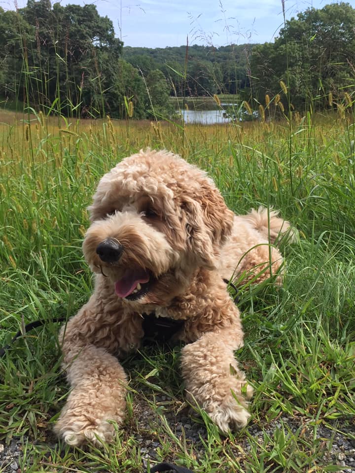 Golden Doodle dog breed by Toodles Doodles in Macedon, NY