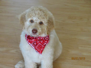 Rufus, a golden doodle and Gunnars puppy