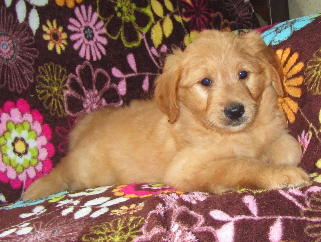 Stella, a 6 week old golden doodle puppy