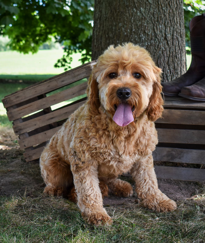 A golden doodle names teddy from Toodles Golden Doodles in Macedon, NY