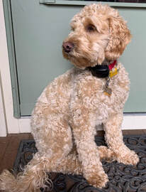 Dam ~ Ida                                                                                                        Mini F1b Goldendoodle~28 lbs                                                                    Born here to Elsa and Indy                                                                            Super sweet, friendly, mostly chill girl